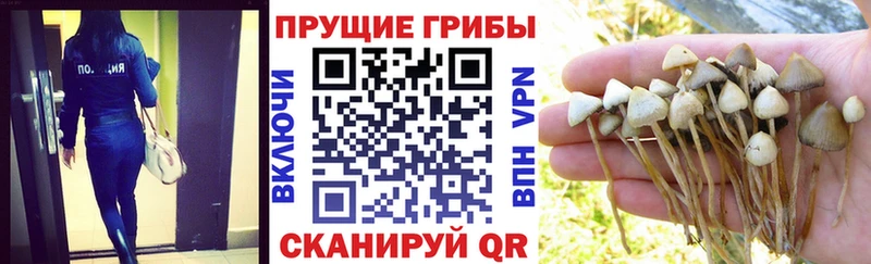 Псилоцибиновые грибы мицелий  наркошоп  Домодедово 